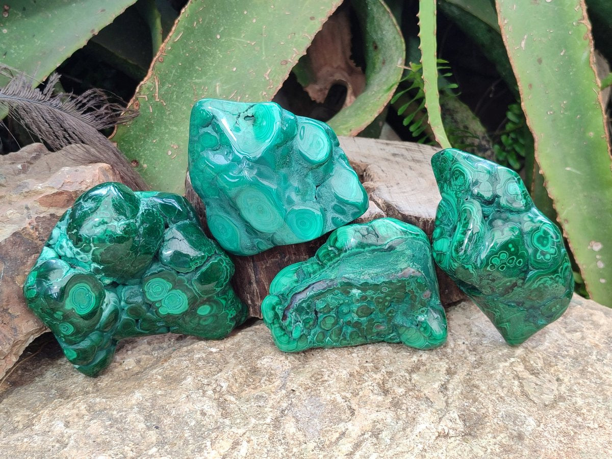 Polished Flower Banded Malachite Free Forms x 4 From Congo