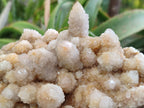Natural Limonite Tinted Spirit Quartz Clusters x 2 From Boekenhouthoek, South Africa