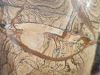 Polished Picture Stone Jasper Standing Display Pieces x 2 From Ais-Ais, Namibia