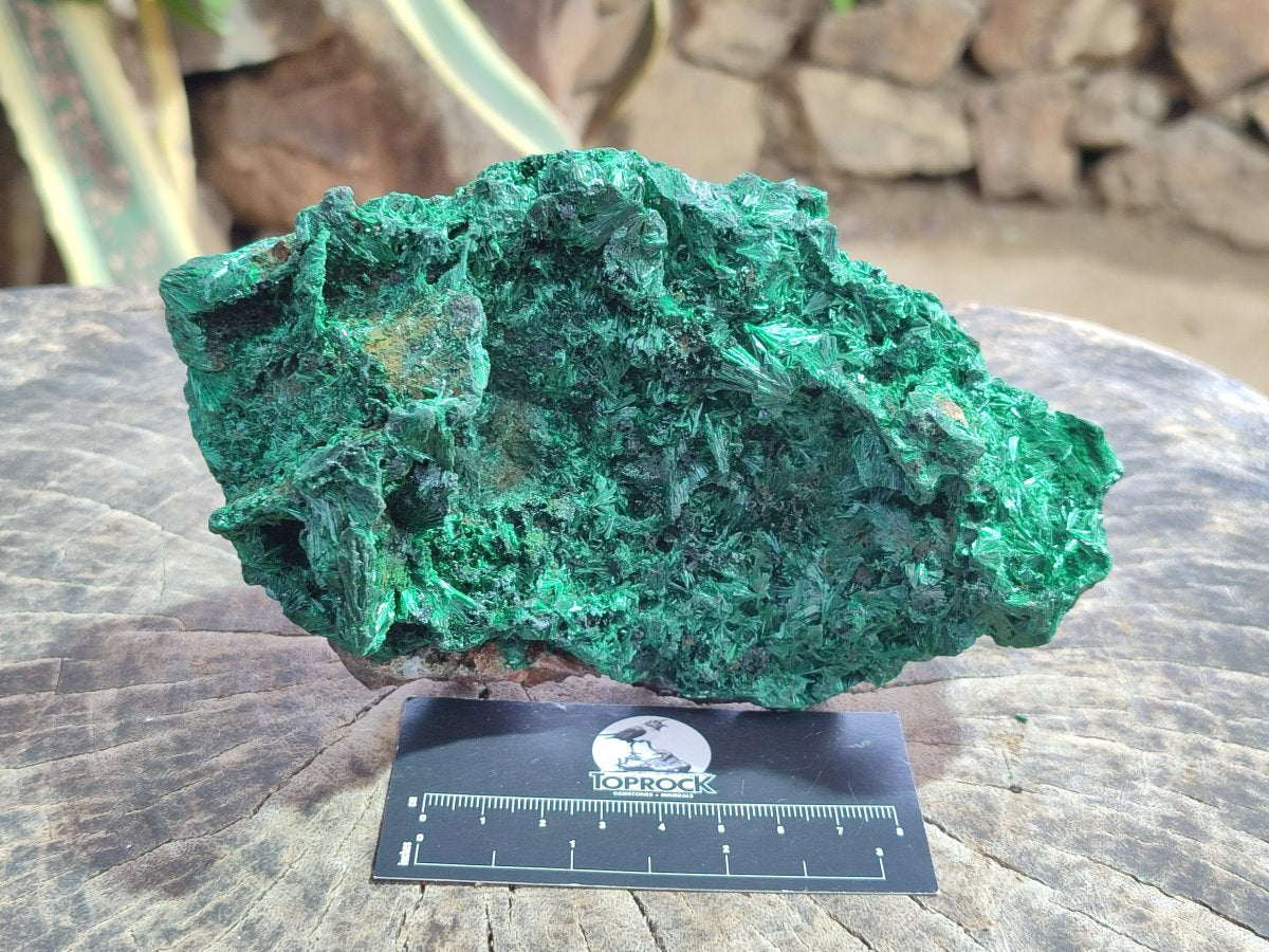 Natural Large Silky Malachite Specimen x 1 From Kasompe, Congo