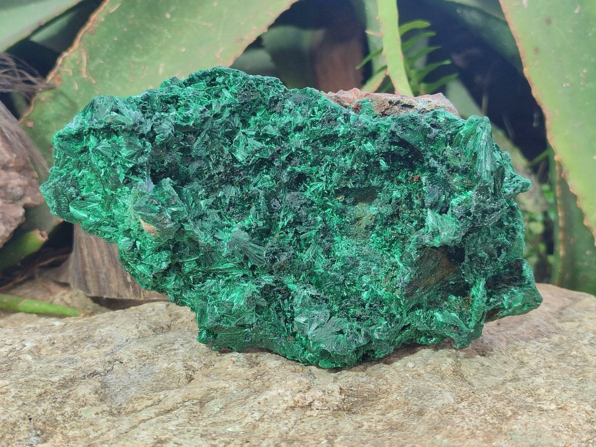 Natural Large Silky Malachite Specimen x 1 From Kasompe, Congo