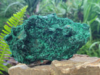 Natural Large Silky Malachite Specimen x 1 From Kasompe, Congo
