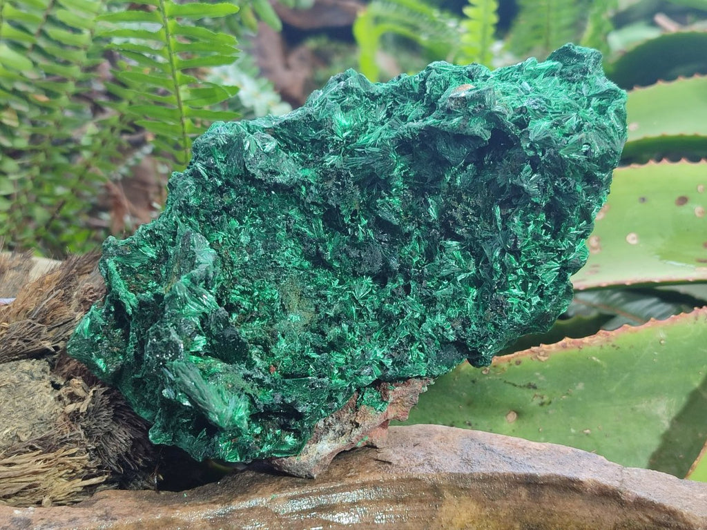 Natural Large Silky Malachite Specimen x 1 From Kasompe, Congo