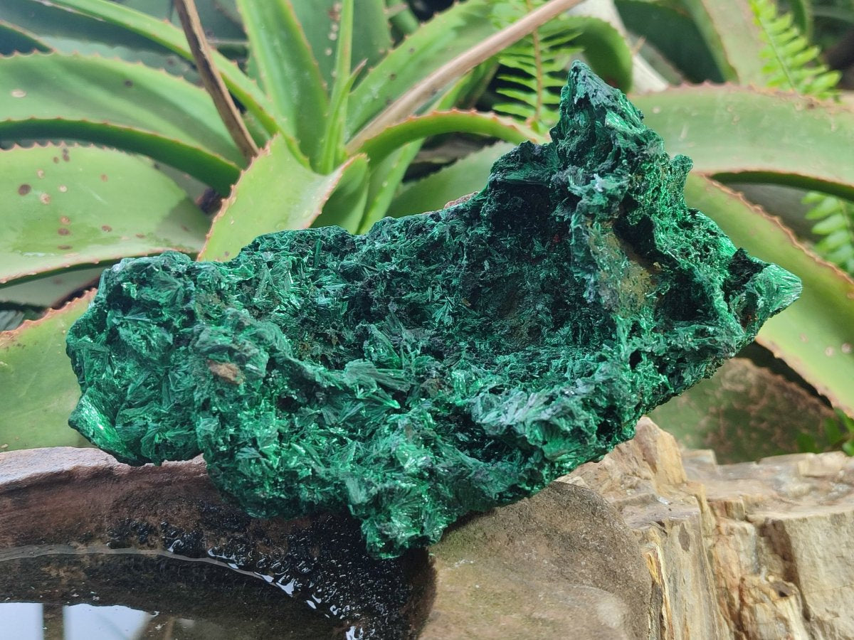 Natural Large Silky Malachite Specimen x 1 From Kasompe, Congo