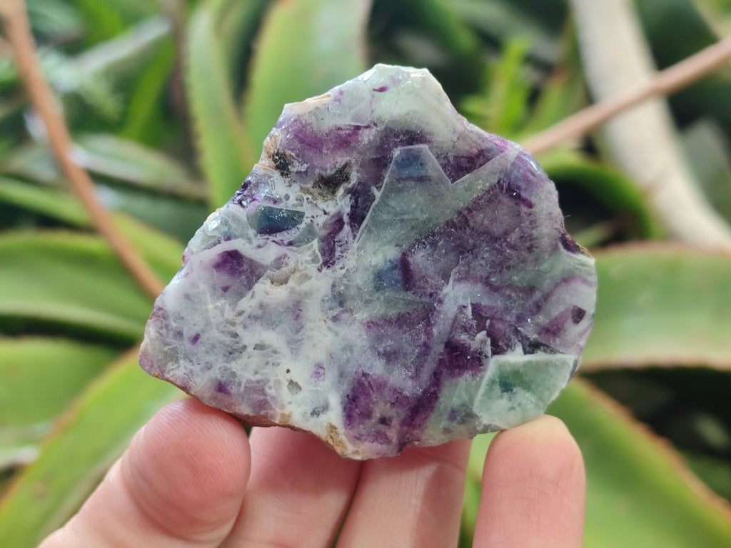 Polished One Side Watermelon Fluorite Nodules x 12 From Uis, Namibia