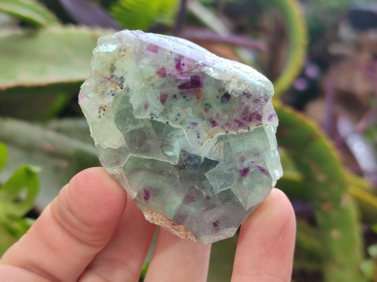 Polished One Side Watermelon Fluorite Nodules x 12 From Uis, Namibia