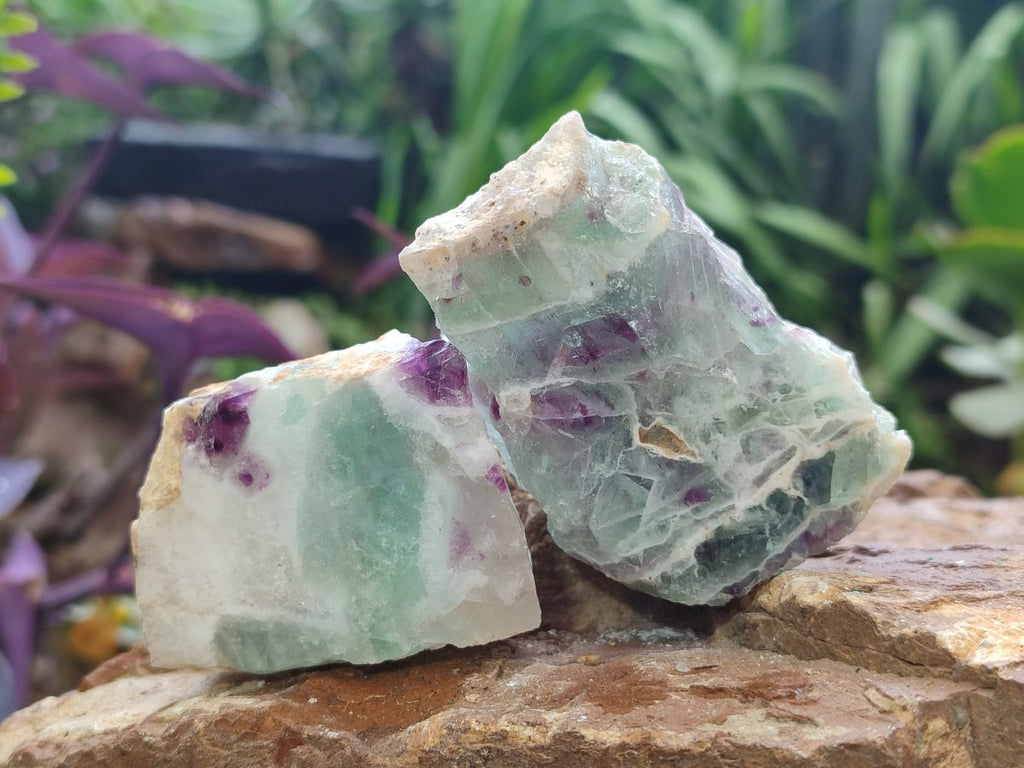 Polished One Side Watermelon Fluorite Nodules x 12 From Uis, Namibia