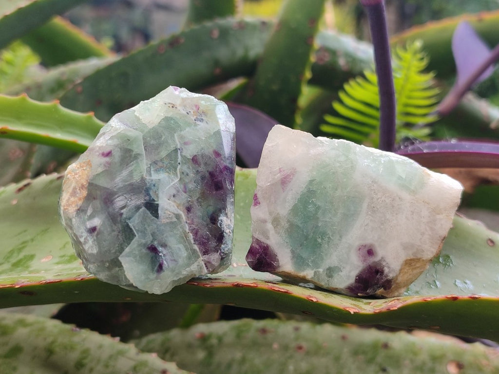 Polished One Side Watermelon Fluorite Nodules x 12 From Uis, Namibia