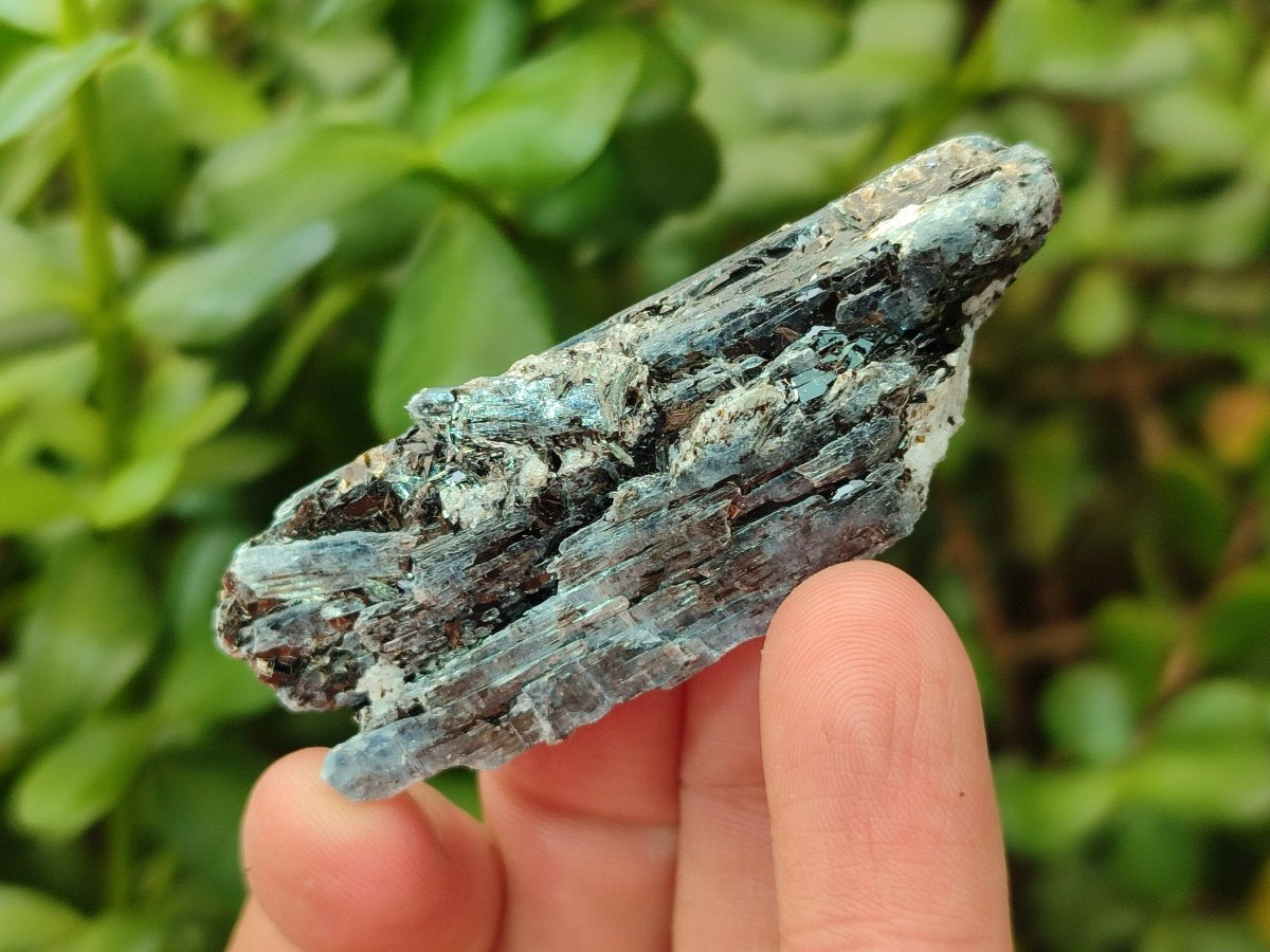 Natural Blue Kyanite Crystals x 70 From Karoi, Zimbabwe