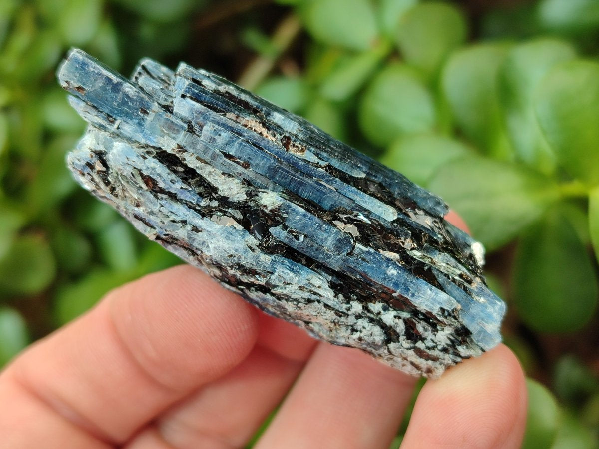 Natural Blue Kyanite Crystals x 70 From Karoi, Zimbabwe