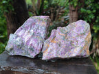 Natural Cobbed Stichtite Specimens x 12 From Barberton, South Africa