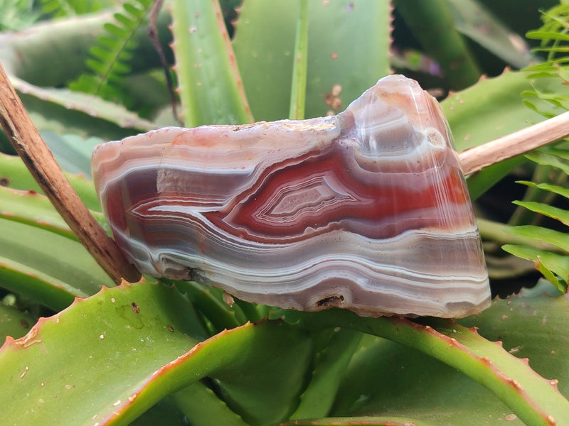 Polished One Side Red Shashe River Agate Nodules x 4 From Shashe River, Zimbabwe