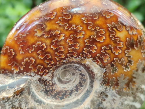 Polished Whole Cleoniceras Ammonite Fossils x 2 From Tulear, Madagascar