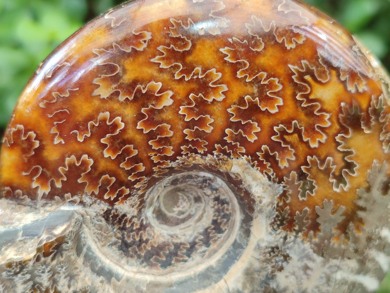 Polished Whole Cleoniceras Ammonite Fossils x 2 From Tulear, Madagascar