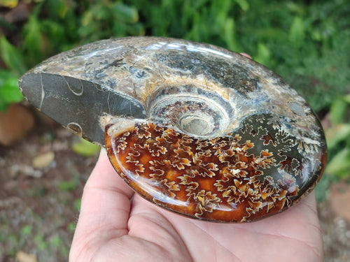 Polished Whole Cleoniceras Ammonite Fossils x 2 From Tulear, Madagascar