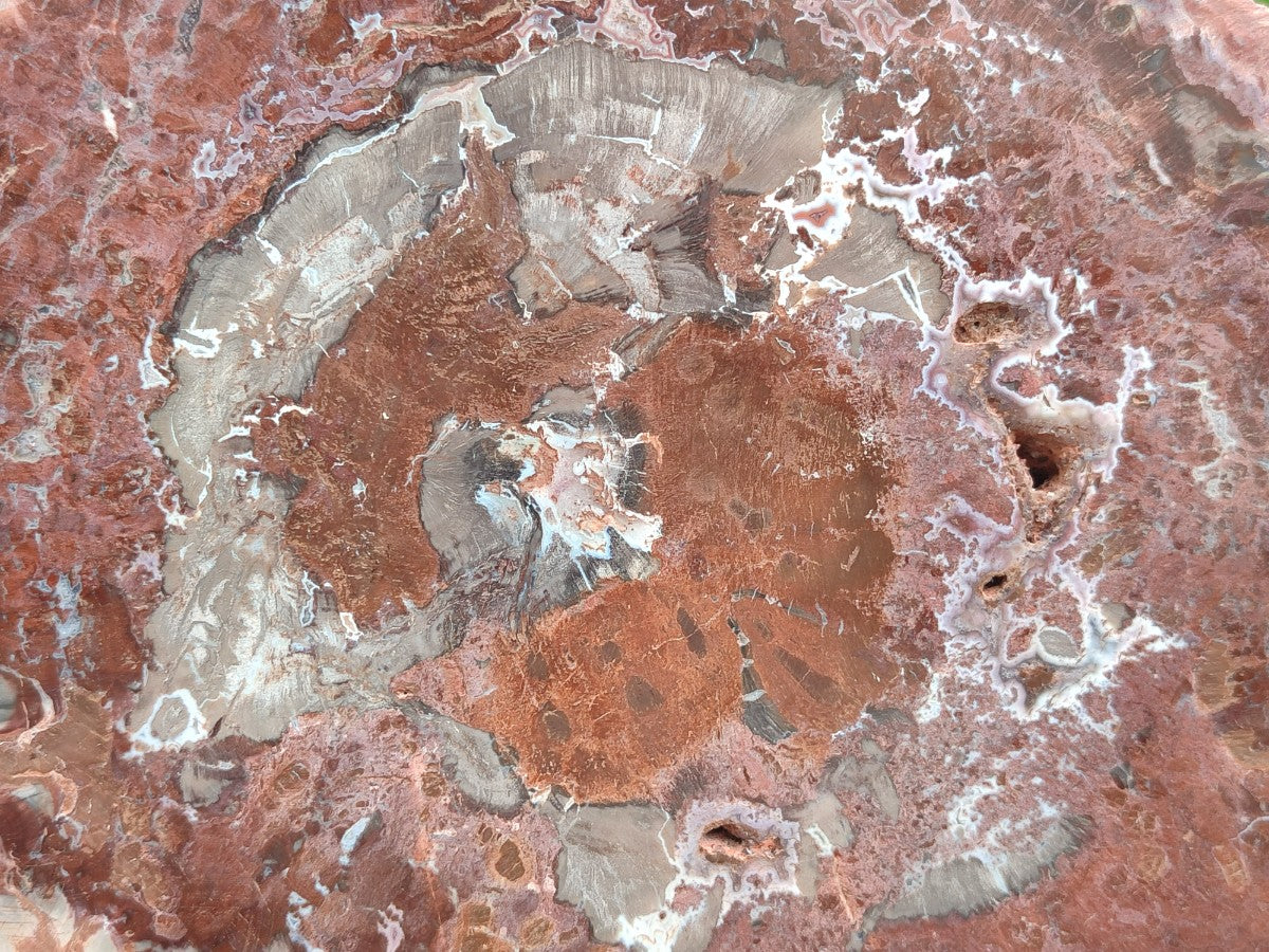 Polished and Natural Red and Grey Podocarpus Petrified Wood Slices x 2 From Marovoay, Madagascar