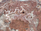 Polished and Natural Red and Grey Podocarpus Petrified Wood Slices x 2 From Marovoay, Madagascar