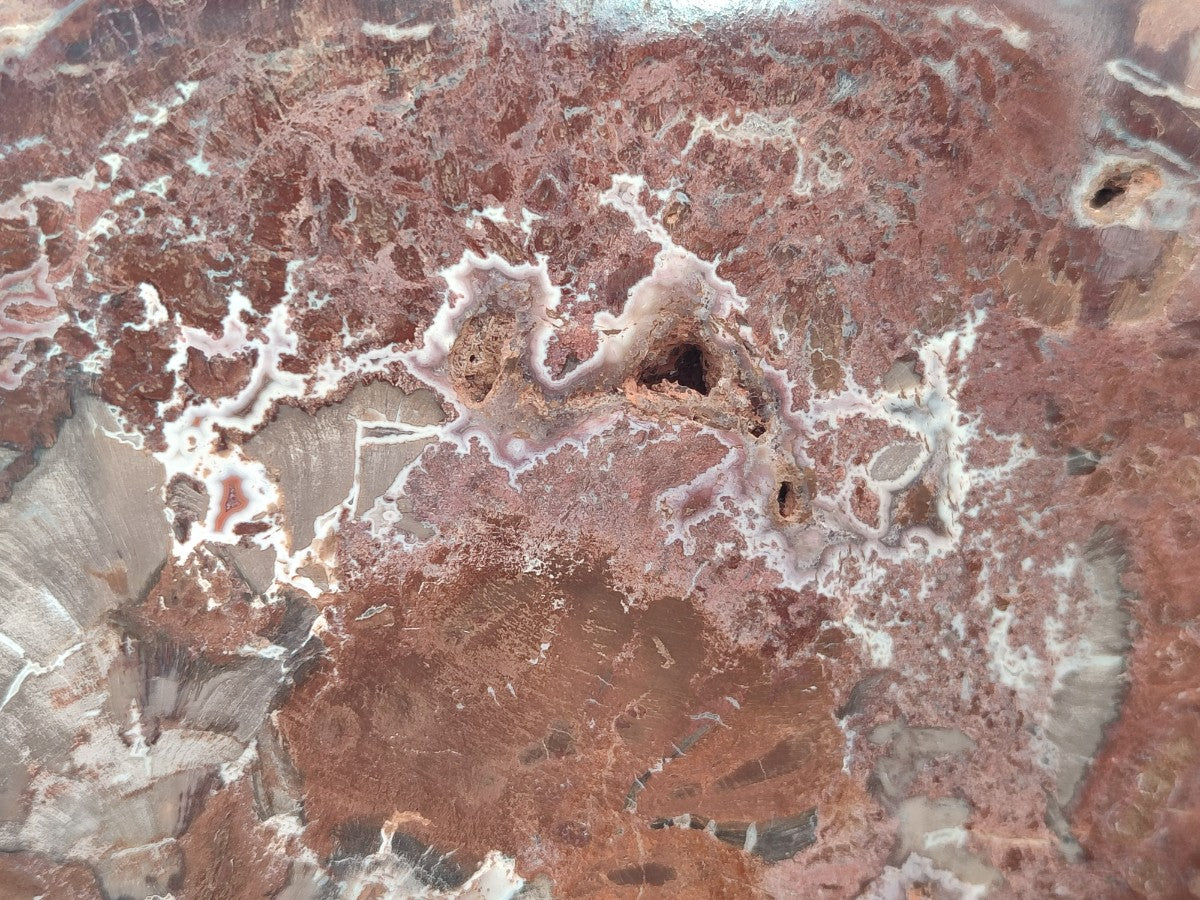 Polished and Natural Red and Grey Podocarpus Petrified Wood Slices x 2 From Marovoay, Madagascar