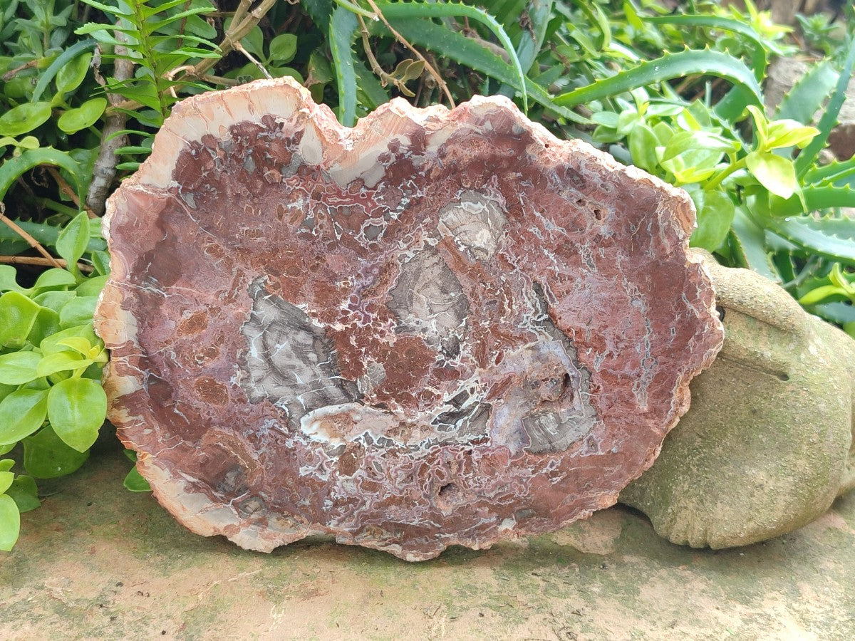 Polished and Natural Red and Grey Podocarpus Petrified Wood Slices x 2 From Marovoay, Madagascar