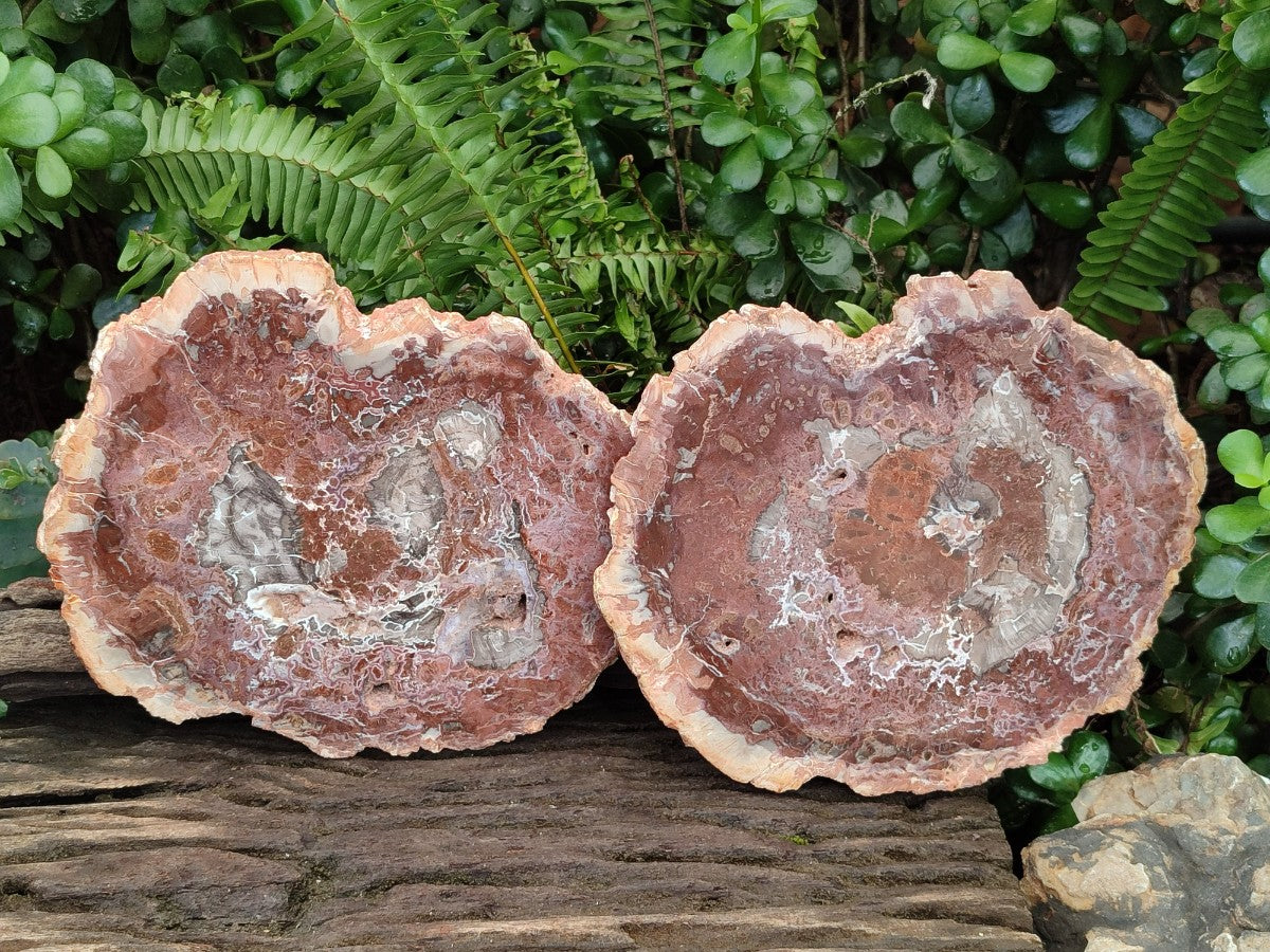 Polished and Natural Red and Grey Podocarpus Petrified Wood Slices x 2 From Marovoay, Madagascar