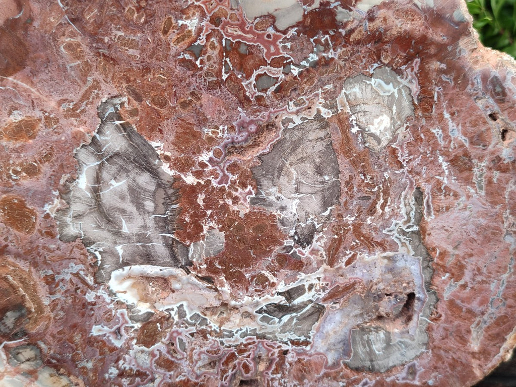 Polished and Natural Red and Grey Podocarpus Petrified Wood Slices x 2 From Marovoay, Madagascar