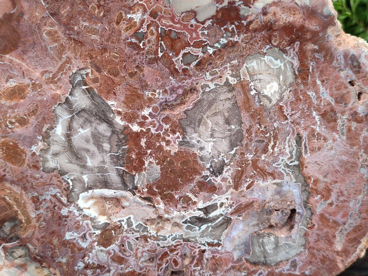Polished and Natural Red and Grey Podocarpus Petrified Wood Slices x 2 From Marovoay, Madagascar