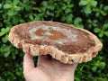Polished and Natural Red and Grey Podocarpus Petrified Wood Slices x 2 From Marovoay, Madagascar