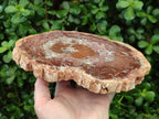 Polished and Natural Red and Grey Podocarpus Petrified Wood Slices x 2 From Marovoay, Madagascar