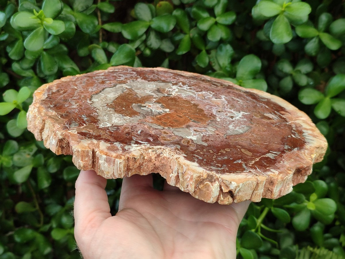 Polished and Natural Red and Grey Podocarpus Petrified Wood Slices x 2 From Marovoay, Madagascar