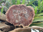 Polished and Natural Red and Grey Podocarpus Petrified Wood Slices x 2 From Marovoay, Madagascar