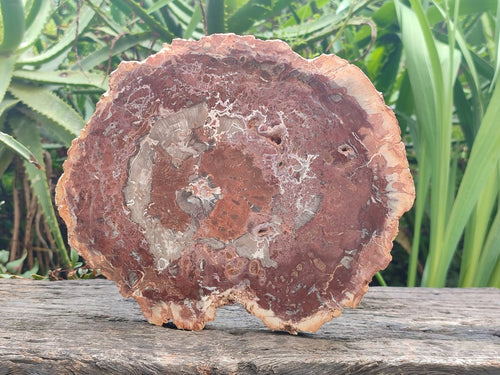 Polished and Natural Red and Grey Podocarpus Petrified Wood Slices x 2 From Marovoay, Madagascar