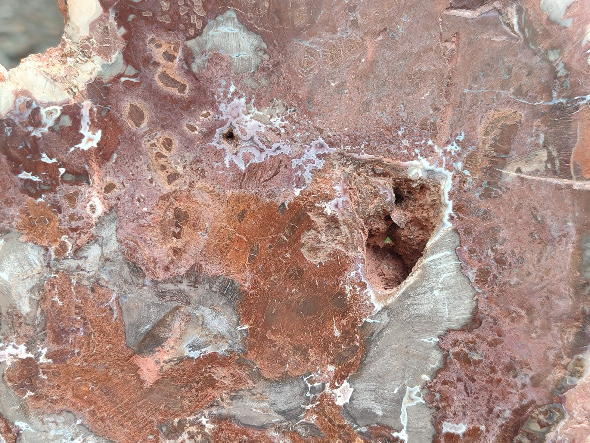 Polished and Natural Red and Grey Podocarpus Petrified Wood Slices x 2 From Marovoay, Madagascar