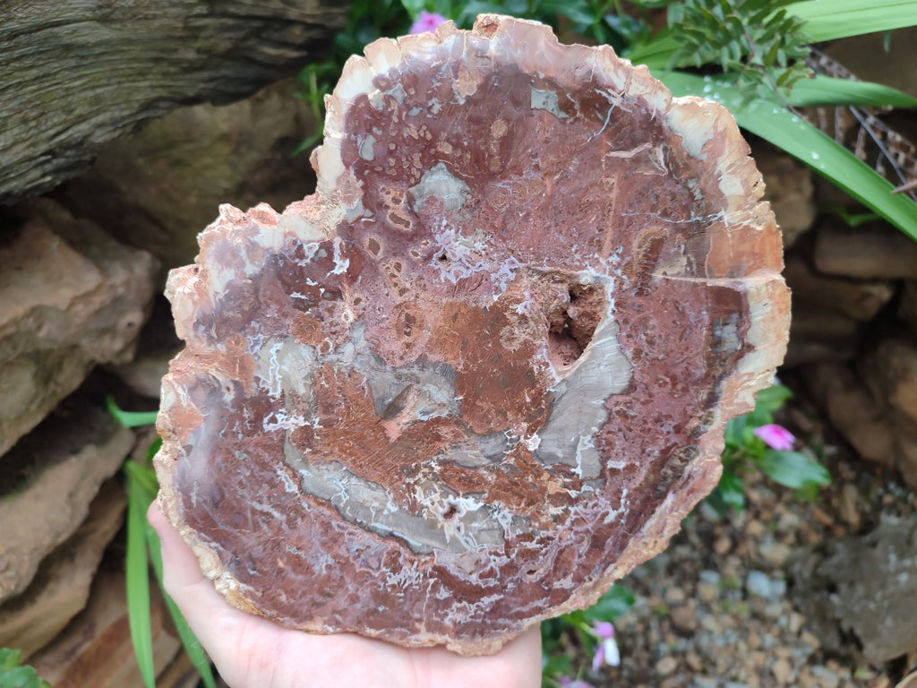 Polished and Natural Red and Grey Podocarpus Petrified Wood Slices x 2 From Marovoay, Madagascar