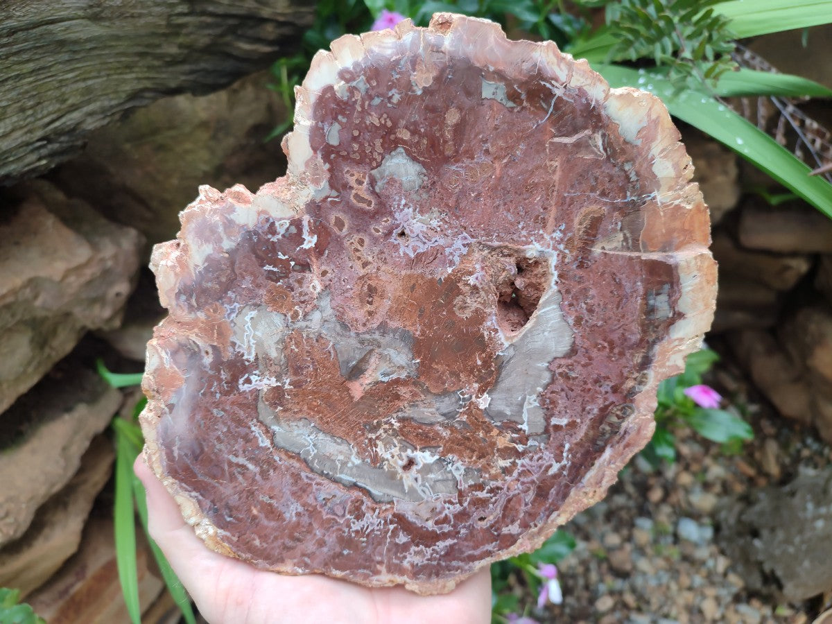 Polished and Natural Red and Grey Podocarpus Petrified Wood Slices x 2 From Marovoay, Madagascar