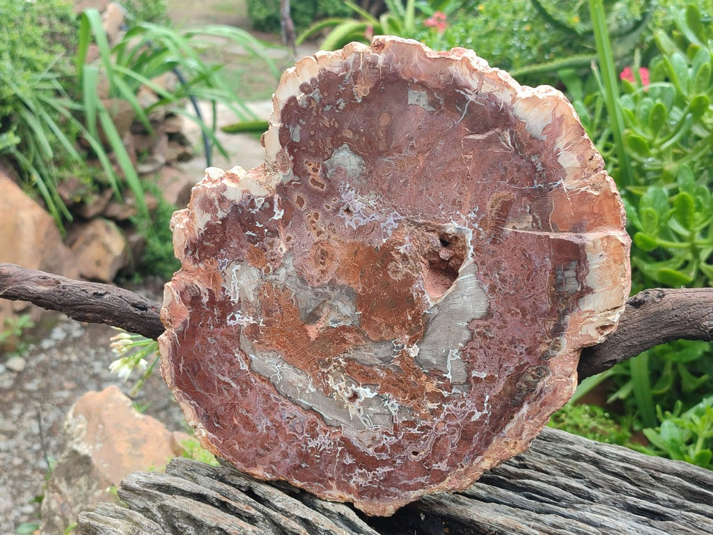 Polished and Natural Red and Grey Podocarpus Petrified Wood Slices x 2 From Marovoay, Madagascar