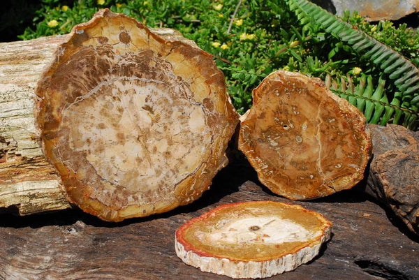 Polished Small & Medium Sized Petrified Wood Slices x 3 From Mahajanga, Madagascar - TopRock