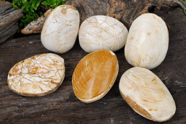 Polished Fossil Clams Bivalve Pairs x 6 From Madagascar - TopRock