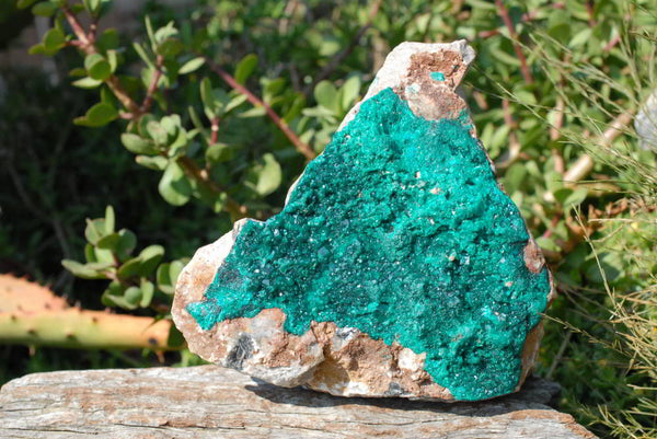 Natural Large Dioptase Classic Specimen, Emerald Green Crystals On Dolomite With Shattuckite x 1 From Tantara, Congo - TopRock
