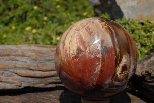 Polished Red Podocarpus Large Petrified Wood Sphere x 1 From Marvoay, Madagascar - TopRock