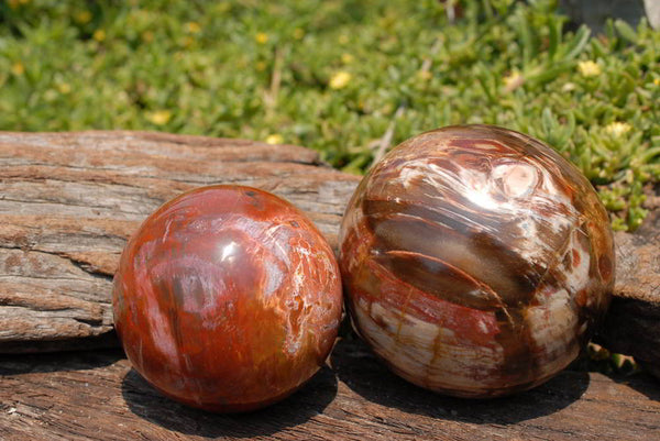 Polished Petrified Wood Spheres x 2 From Mahajanga, Madagascar - TopRock