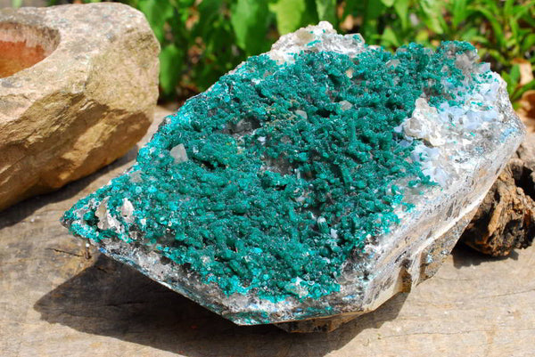 Natural Extra Large  Sparkling Museum Classed Dioptase Specimen  x 1 From Mashaba West Mine, Congo - TopRock