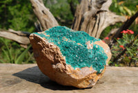 Natural Huge Dioptase Specimen Classic Emerald Green Crystals On Dolomite Matrix Museum Piece x 1 From Tantara Kambove, Congo - TopRock