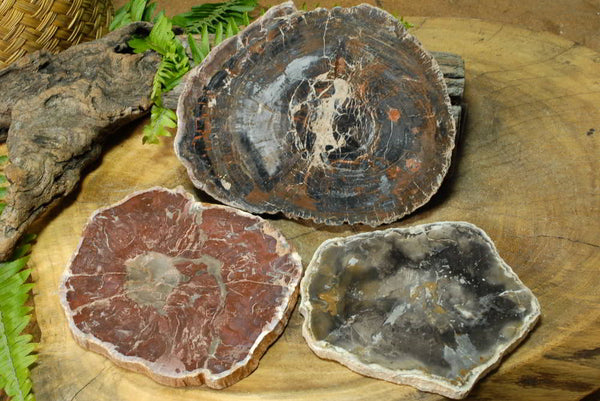 Polished Red & Black Podocarpus Petrified Wood Slices x 3 From Mahajanga, Madagascar - TopRock