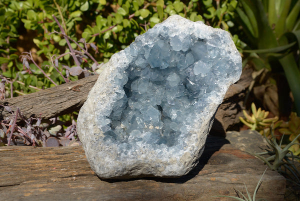 Natural Blue Celestite Standing Specimen With Clean Cubic Crystals  x 1 From Sakoany, Madagascar - TopRock