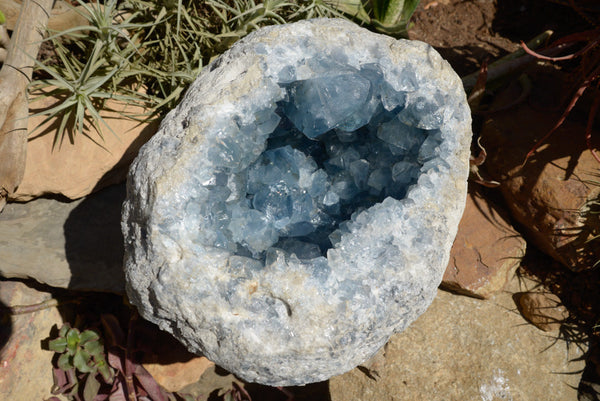 Natural Deep Celestite Geode Specimen With Extra Large Cubic Crystals  x 1 From Sakoany, Madagascar - TopRock