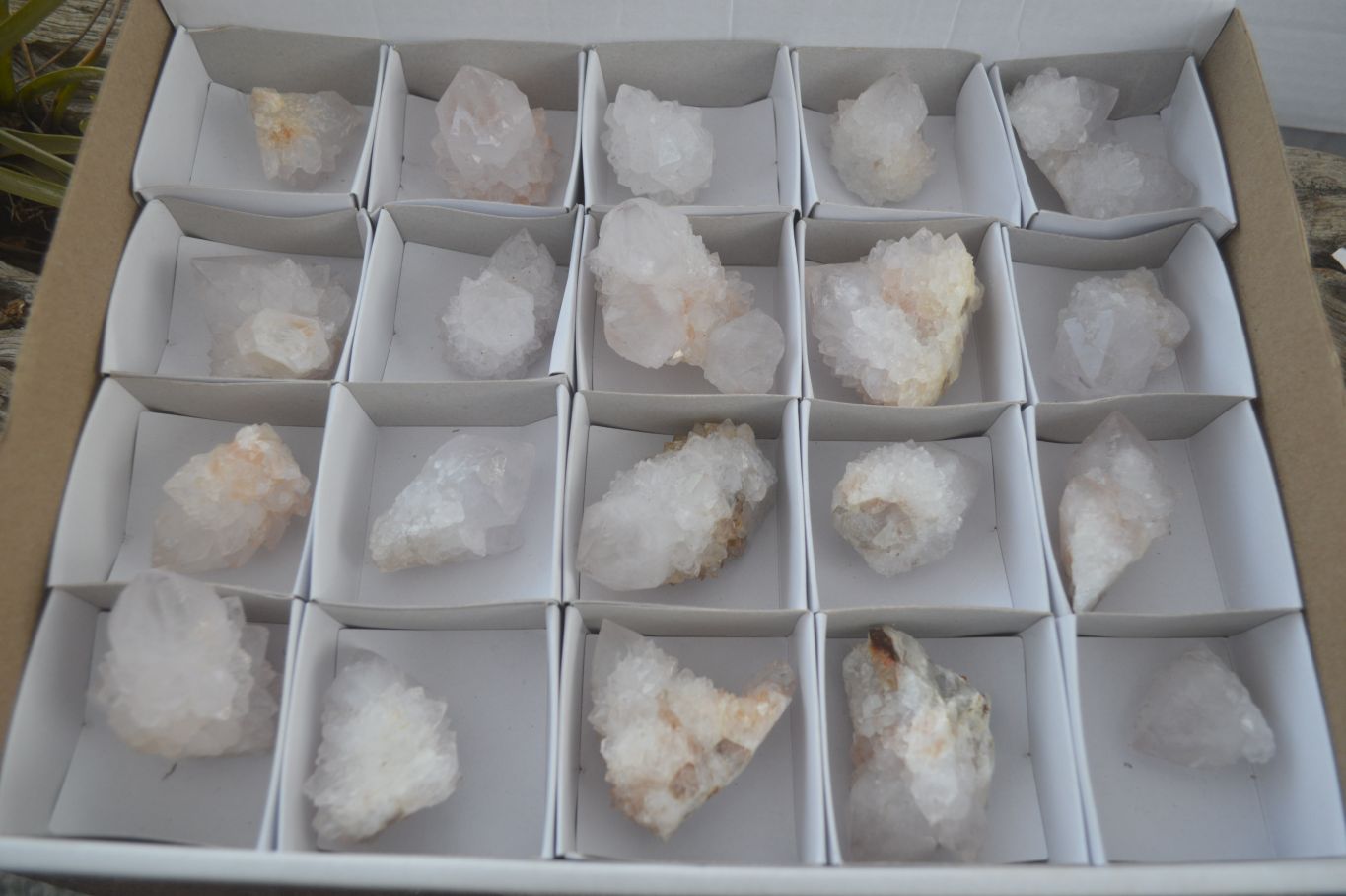 Natural Cactus Flower Spirit Quartz Clusters  x 20 From Boekenhouthoek, South Africa - Toprock Gemstones and Minerals 