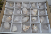 Natural Cactus Flower Spirit Quartz Clusters  x 20 From Boekenhouthoek, South Africa - Toprock Gemstones and Minerals 