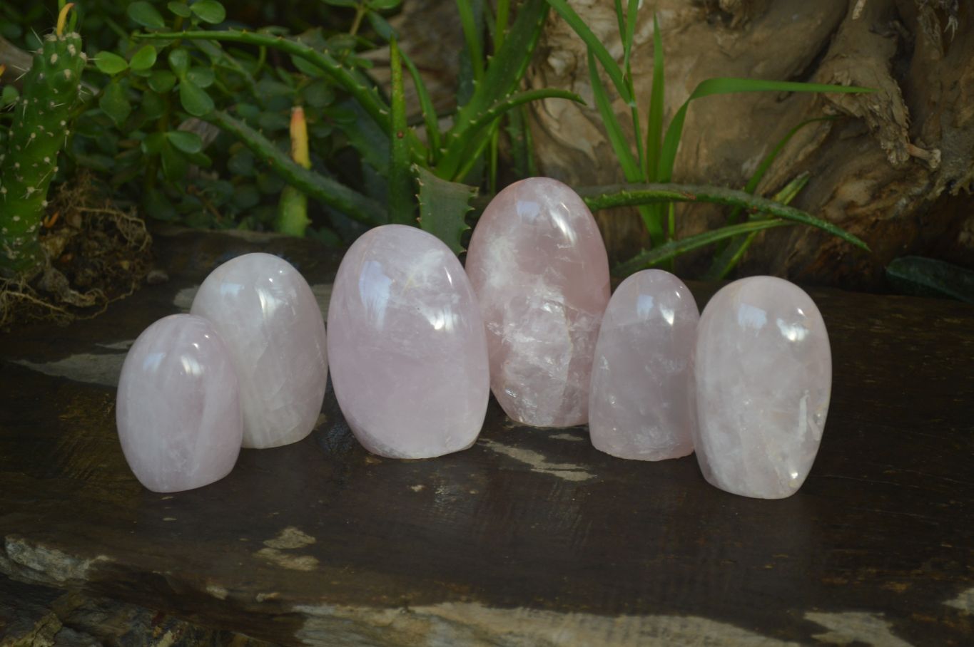 Polished Pink Rose Quartz Standing Free Forms x 6 From Antsirabe, Madagascar - Toprock Gemstones and Minerals 