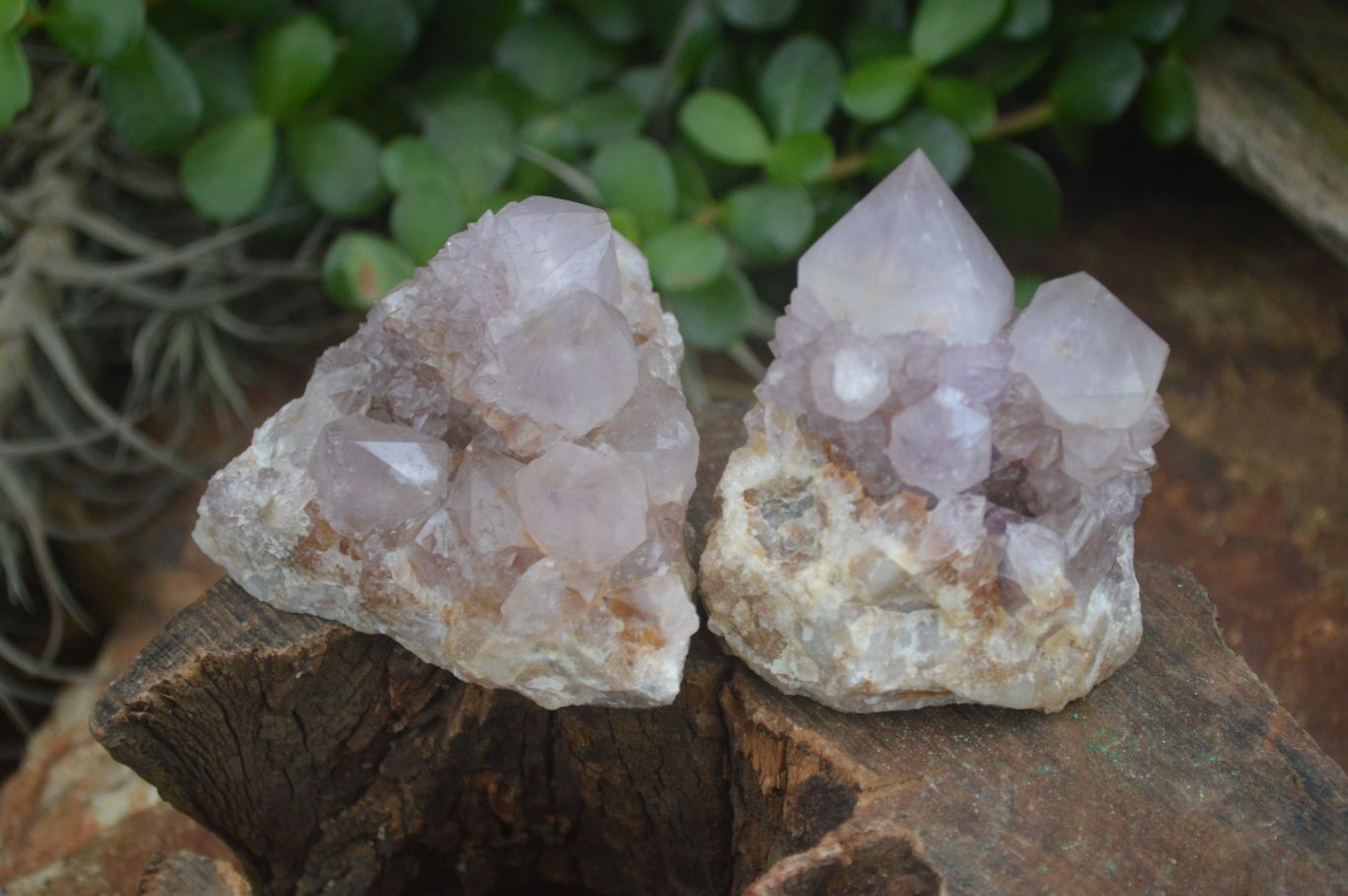 Natural Mixed Spirit Quartz Clusters  x 12 From Boekenhouthoek, South Africa - Toprock Gemstones and Minerals 