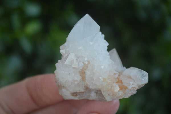 Natural Cactus Flower Spirit Quartz Clusters  x 20 From Boekenhouthoek, South Africa